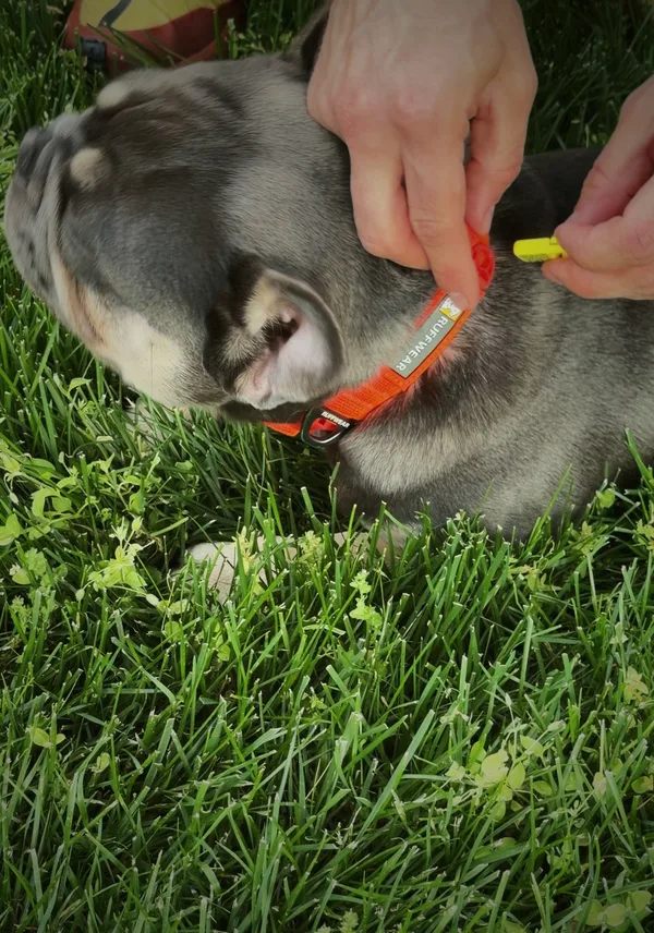 A Premium QR Tag clipped onto a dog’s collar